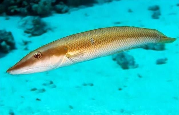 給我一些過江龍魚的圖片