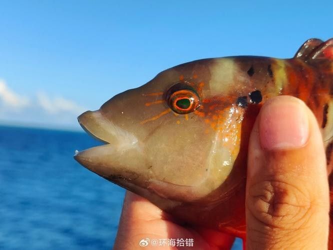給我一些過江龍魚的圖片