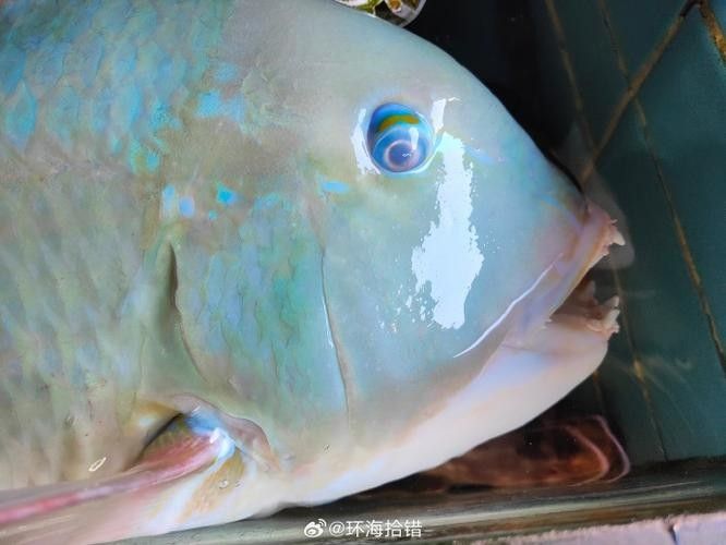 給我一些過江龍魚的圖片