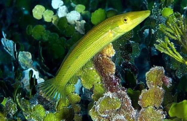 給我一些過江龍魚的圖片