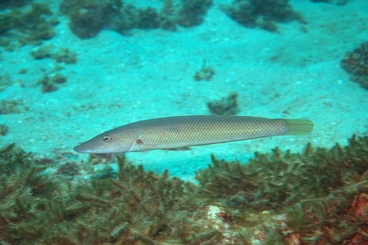 給我一些過江龍魚的圖片
