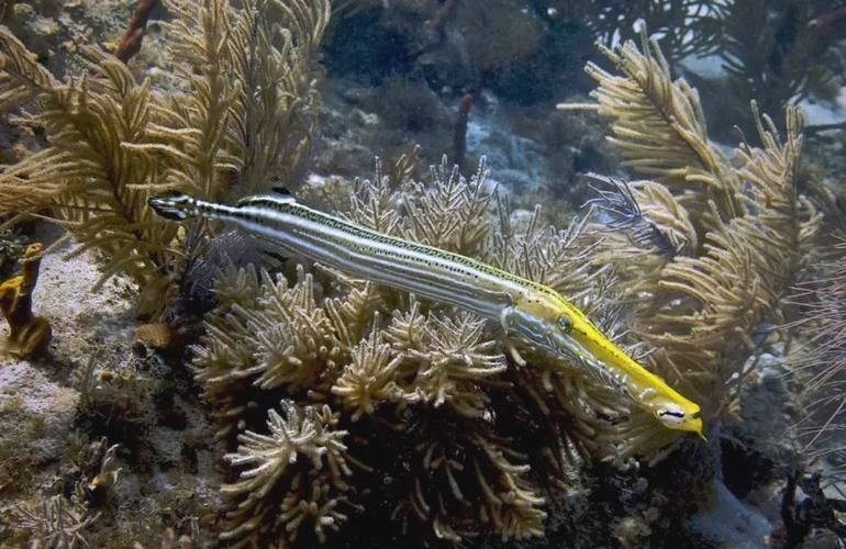 給我一些過江龍魚的圖片