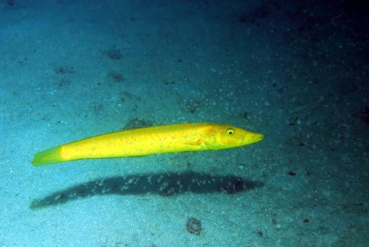 給我一些過江龍魚的圖片