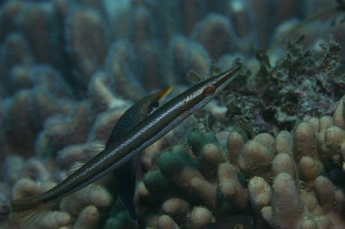 給我一些過江龍魚的圖片