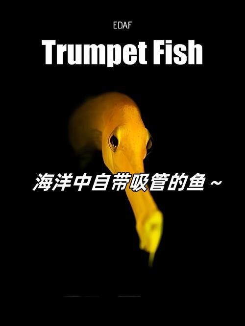 給我一些過江龍魚的圖片