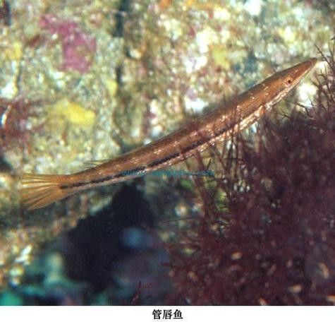 給我一些過江龍魚的圖片
