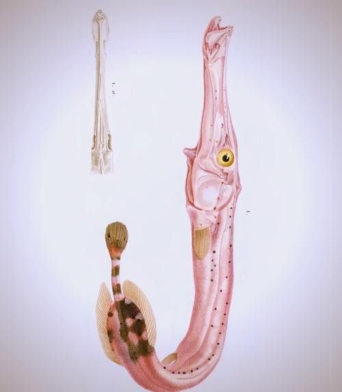 給我一些過江龍魚的圖片