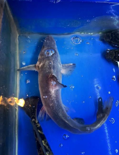 給我一些過江龍魚的圖片
