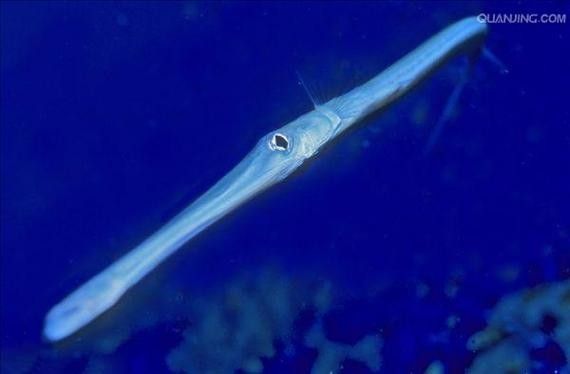 給我一些過江龍魚的圖片