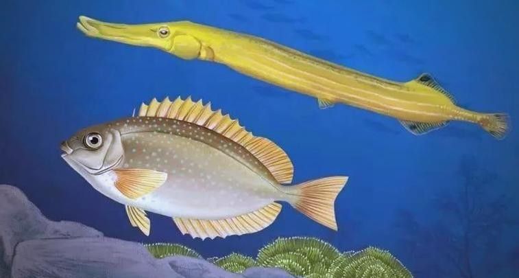 給我一些過江龍魚的圖片