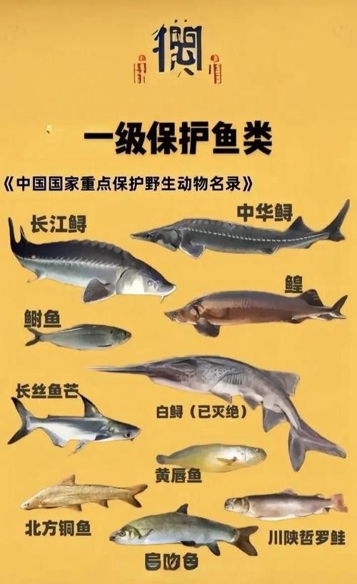 給我一些過江龍魚的圖片