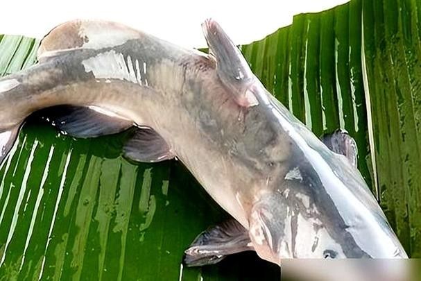 給我一些過江龍魚的圖片