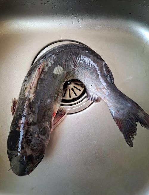 給我一些過江龍魚的圖片