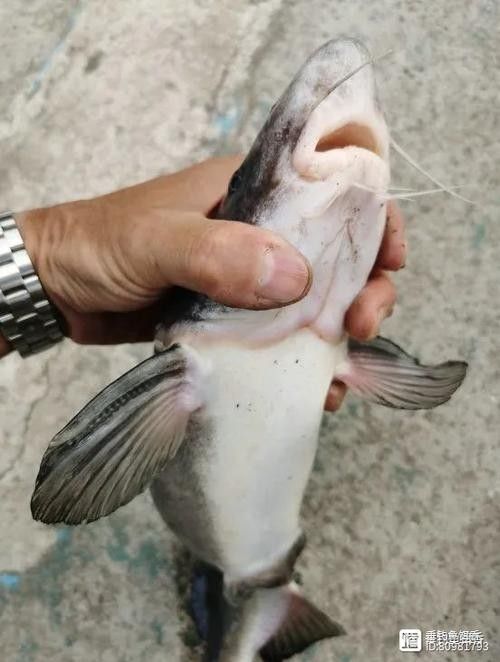 給我一些過江龍魚的圖片