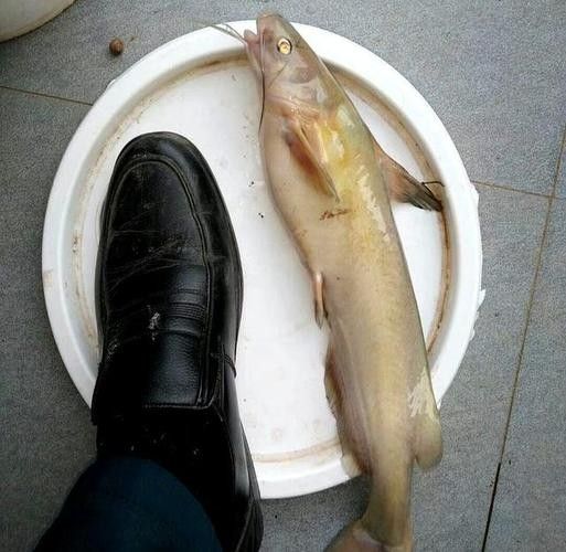 給我一些過江龍魚的圖片