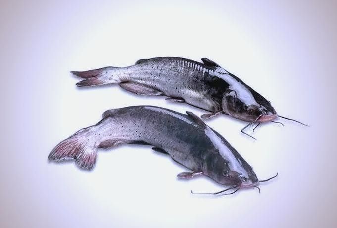 給我一些過江龍魚的圖片