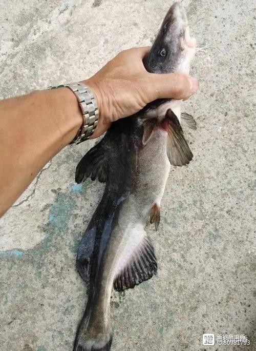 給我一些過江龍魚的圖片
