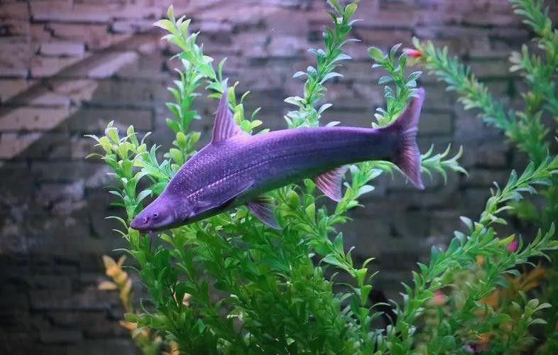 給我一些過江龍魚的圖片