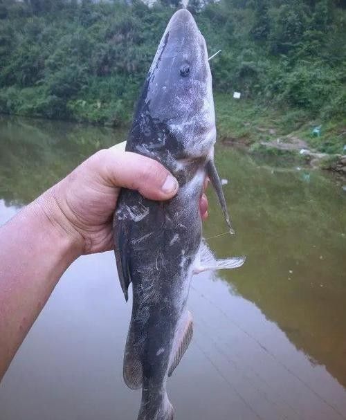 給我一些過江龍魚的圖片