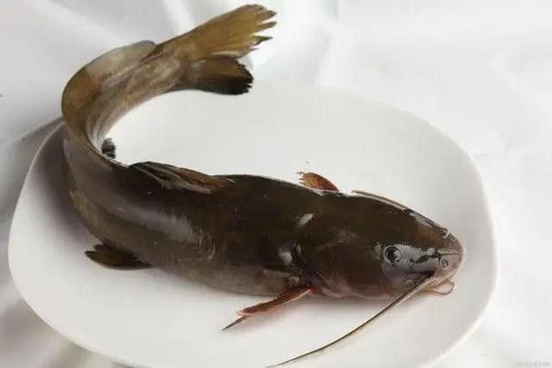 給我一些過江龍魚的圖片