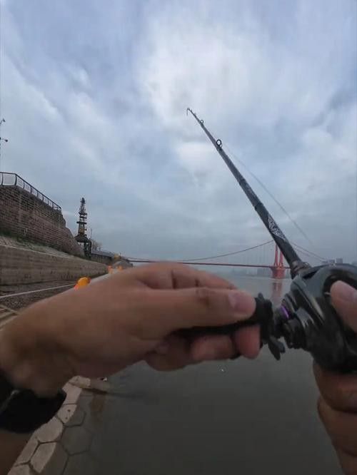給我一些過江龍魚的圖片