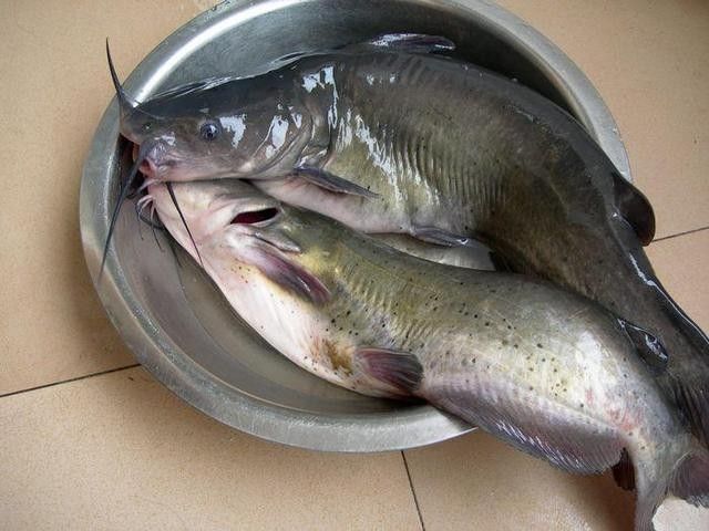 給我一些過江龍魚的圖片