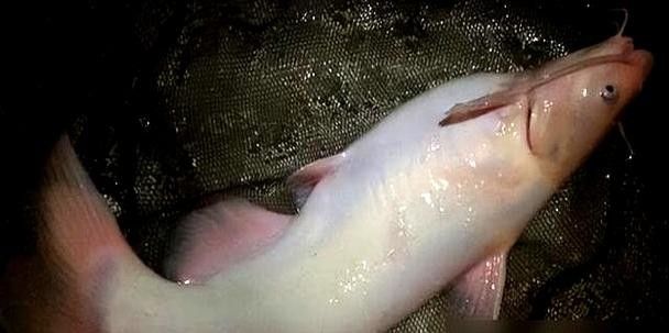 給我一些過江龍魚的圖片