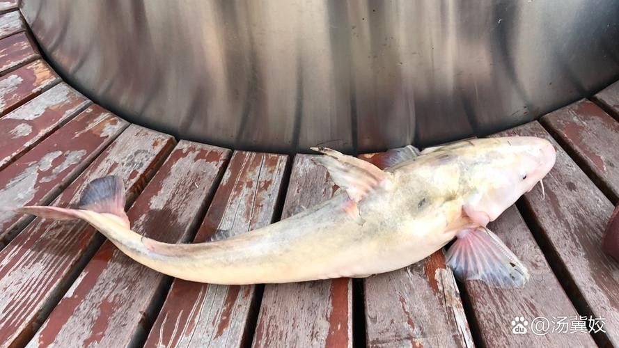 給我一些過江龍魚的圖片