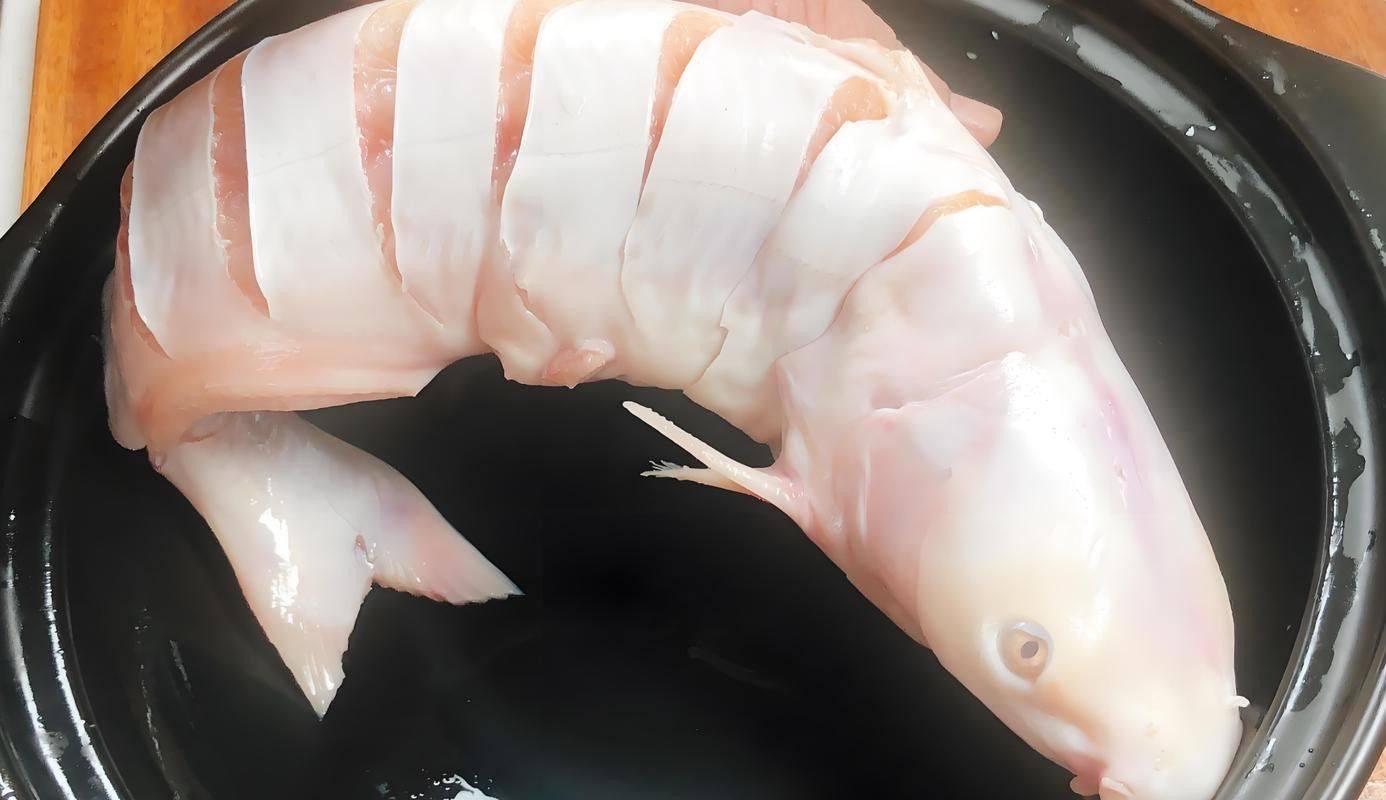 給我一些過江龍魚的圖片