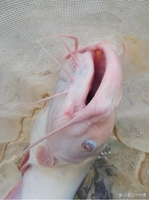 給我一些過江龍魚的圖片