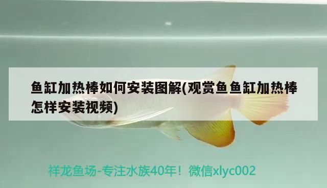魚缸加熱棒如何安裝圖解(觀賞魚魚缸加熱棒怎樣安裝視頻) 魚缸加熱棒如何安裝圖解(觀賞魚魚缸加熱棒怎樣安裝視頻) 觀賞魚百科