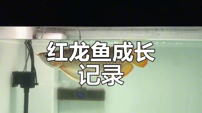紅龍魚(yú)苗的成長(zhǎng)過(guò)程