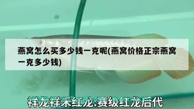 燕窩怎么買多少錢一克呢(燕窩價格正宗燕窩一克多少錢)（燕窩怎么買多少錢一克）