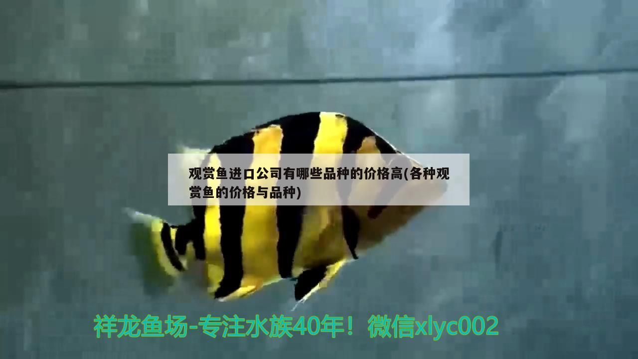 羅漢魚 觀賞魚進口公司有哪些品種的價格高(各種觀賞魚的價格與品種) 觀賞魚百科 觀賞魚進口公司有哪些品種的價格高(各種觀賞魚的價格與品種) 觀賞魚進口公司有哪些品種的價格高(各種觀賞魚的價格與品種) 觀賞魚百科