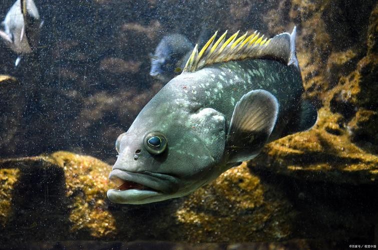 給我更多恐龍魚的圖片（關(guān)于恐龍魚的圖片資源及相關(guān)信息）