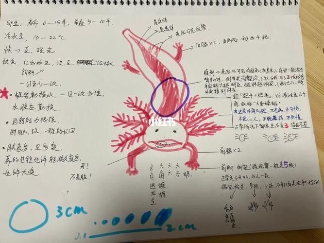 給我更多恐龍魚的圖片（關(guān)于恐龍魚的圖片資源及相關(guān)信息）