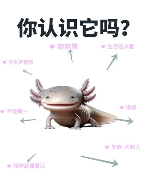 給我更多恐龍魚的圖片（關(guān)于恐龍魚的圖片資源及相關(guān)信息）