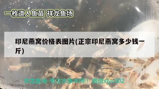廣州有幾個觀賞魚市場（廣州觀賞魚市場有哪些）