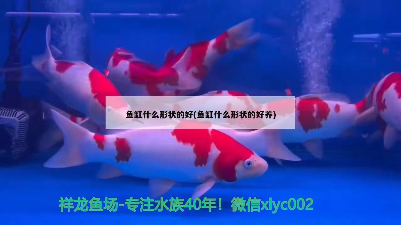 龍魚和錦鯉的食物有哪些呢：龍魚與錦鯉的美食世界（錦鯉和龍魚的飲食需求）