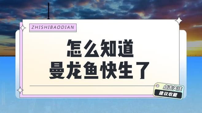 如何判斷曼龍魚是否處于繁殖期（怎么判斷曼龍魚是否處于繁殖期）