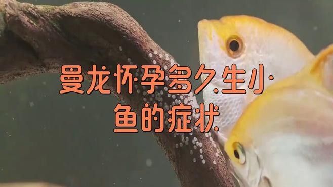 如何判斷曼龍魚是否處于繁殖期（怎么判斷曼龍魚是否處于繁殖期）
