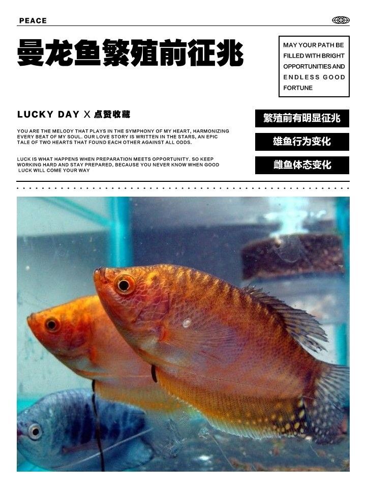 如何判斷曼龍魚是否處于繁殖期（怎么判斷曼龍魚是否處于繁殖期）
