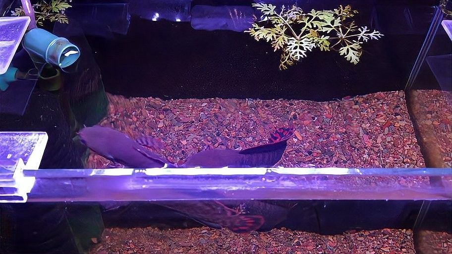 七彩雷龍魚和哪些魚混養比較好（七彩雷龍魚和什么魚混養好） 七彩雷龍魚和哪些魚混養比較好（七彩雷龍魚和什么魚混養好） 龍魚百科 第12張