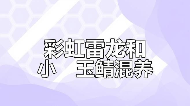 七彩雷龍魚和哪些魚混養比較好（七彩雷龍魚和什么魚混養好） 七彩雷龍魚和哪些魚混養比較好（七彩雷龍魚和什么魚混養好） 龍魚百科 第9張