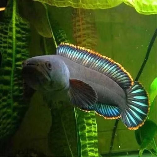 七彩雷龍魚和哪些魚混養比較好（七彩雷龍魚和什么魚混養好） 七彩雷龍魚和哪些魚混養比較好（七彩雷龍魚和什么魚混養好） 龍魚百科 第4張