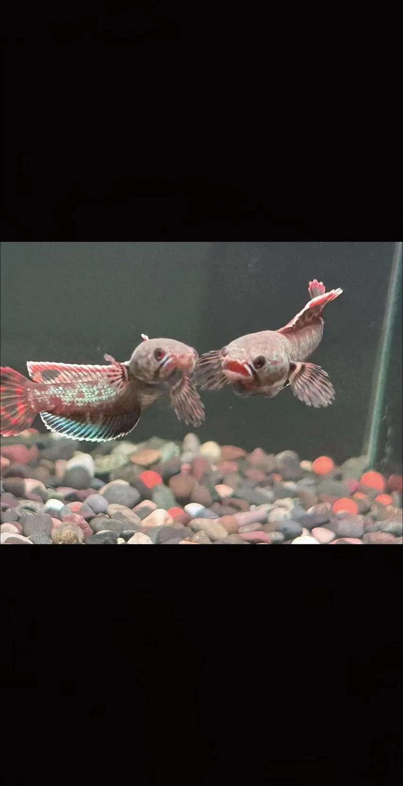 七彩雷龍魚和哪些魚混養比較好（七彩雷龍魚和什么魚混養好） 七彩雷龍魚和哪些魚混養比較好（七彩雷龍魚和什么魚混養好） 龍魚百科 第2張