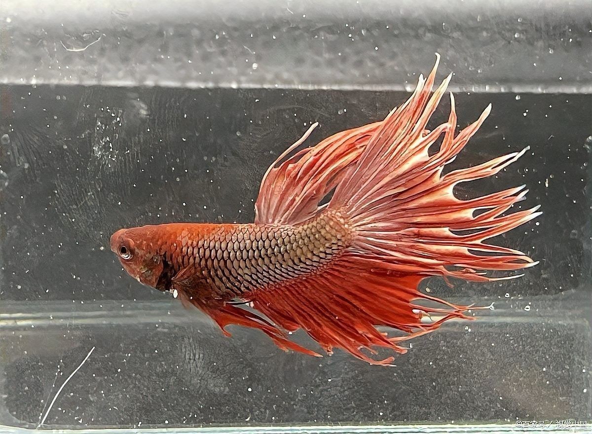 混養缸中可以加入哪些其他魚類？（養魚小藝混養觀賞魚最佳搭配樂圖工坊魚缸混養指南）