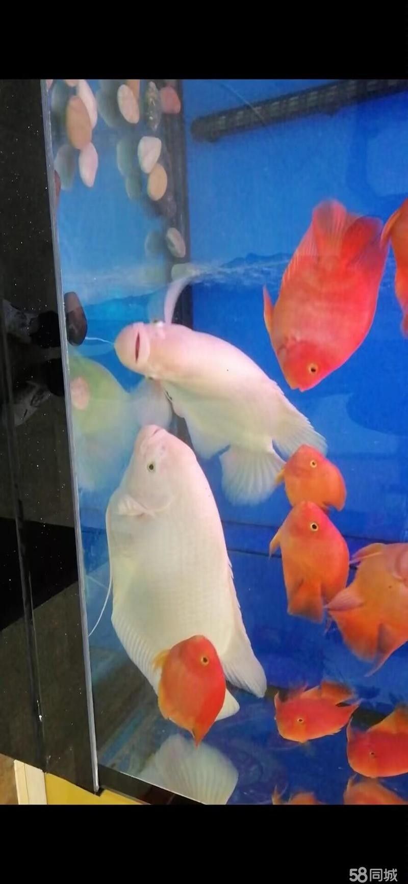 如何聯系廣州龍魚批發商