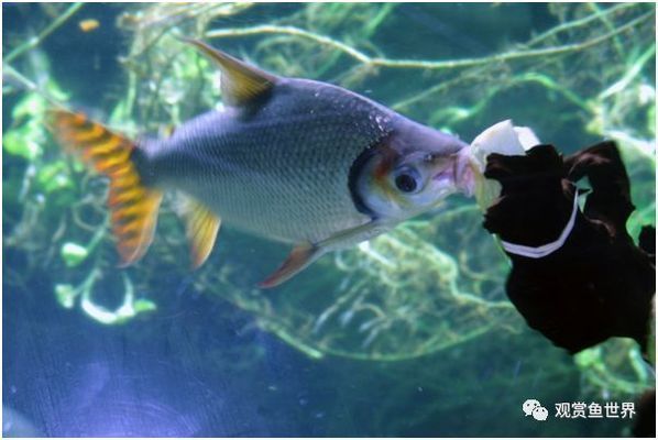 飛鳳 龍魚（飛鳳魚和龍魚可以一起混養但需要注意以下幾點）