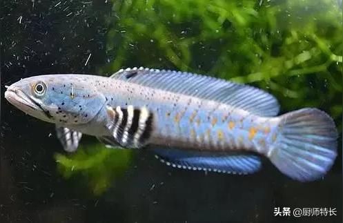 夢幻雷龍魚（雷龍魚怎么養？） 夢幻雷龍魚（雷龍魚怎么養？） 觀賞魚百科